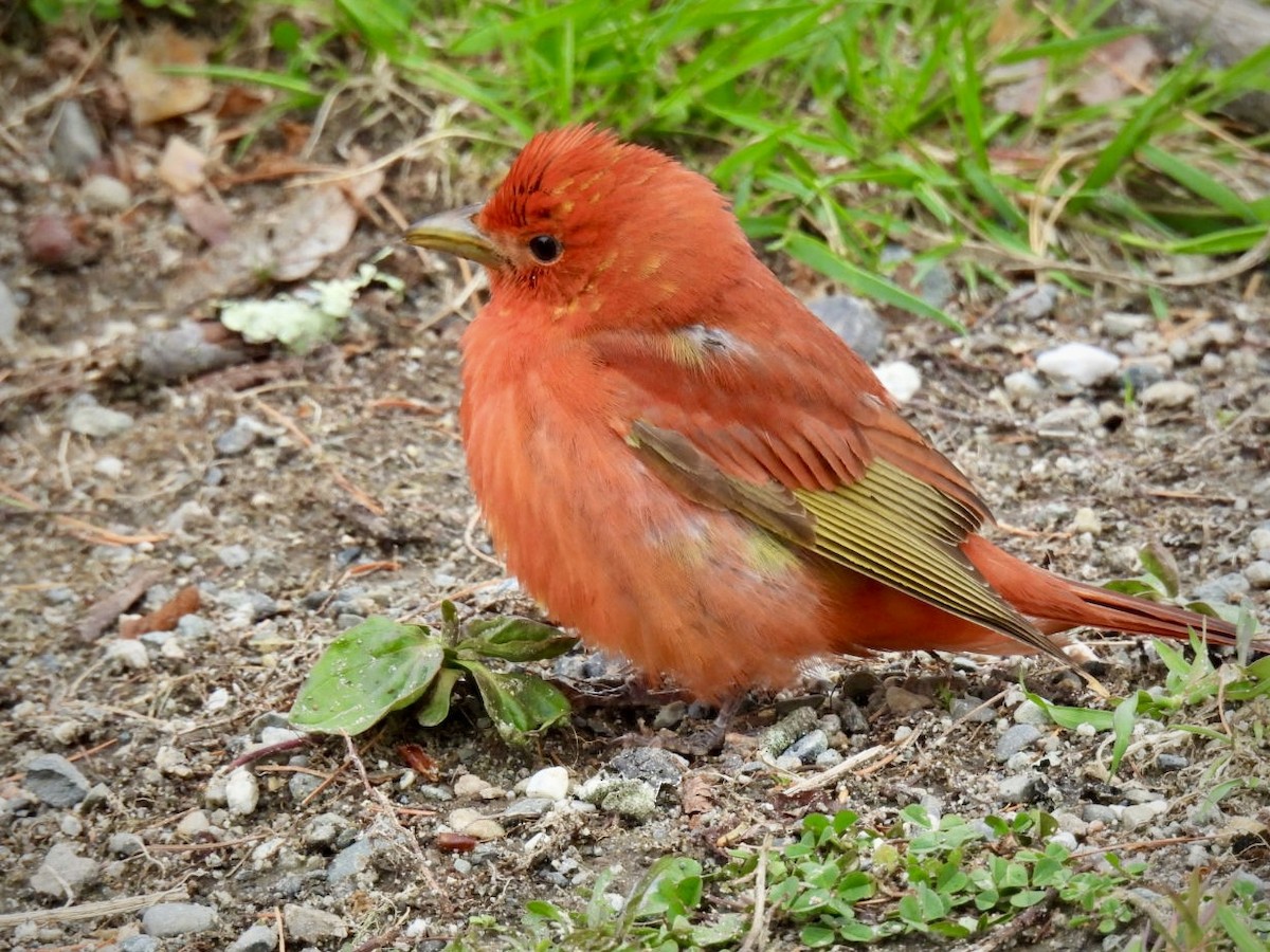 Summer Tanager - ML618734155