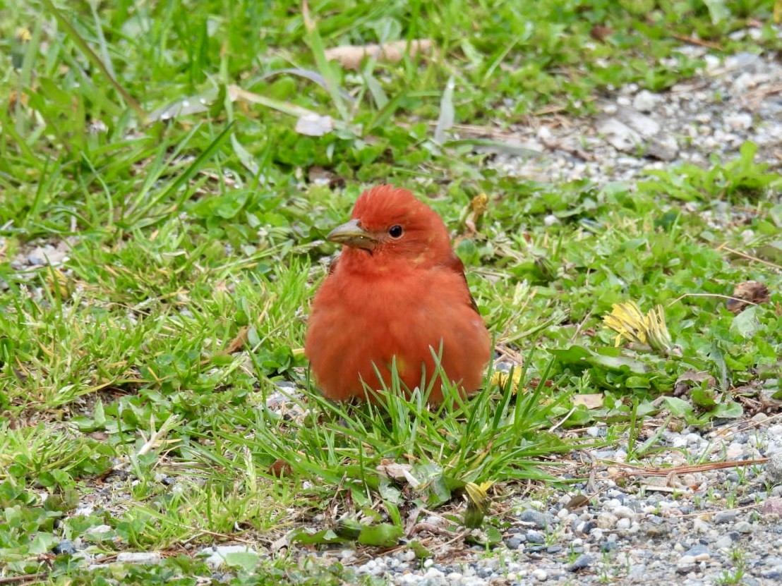 Summer Tanager - ML618734157