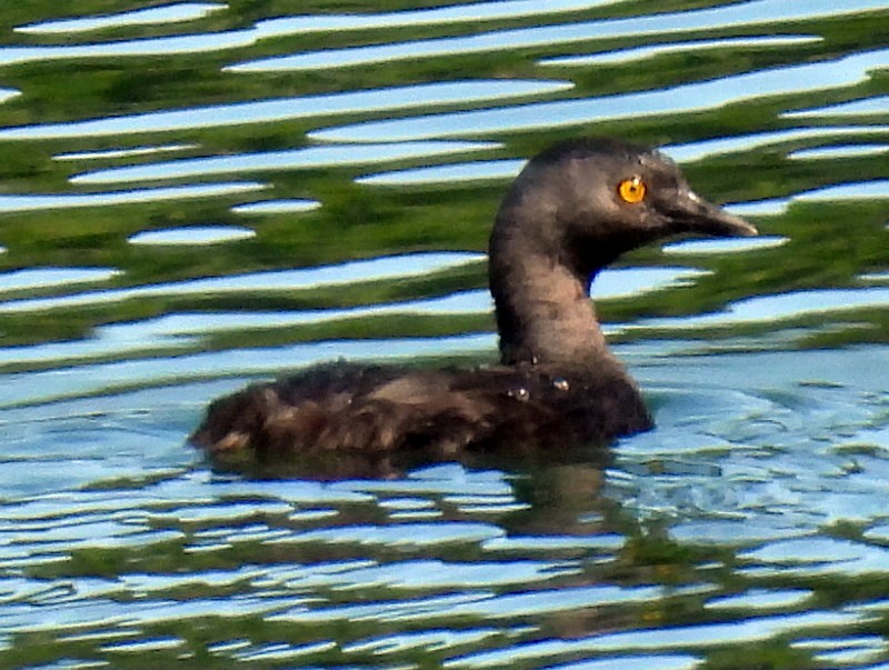 Least Grebe - ML618734163