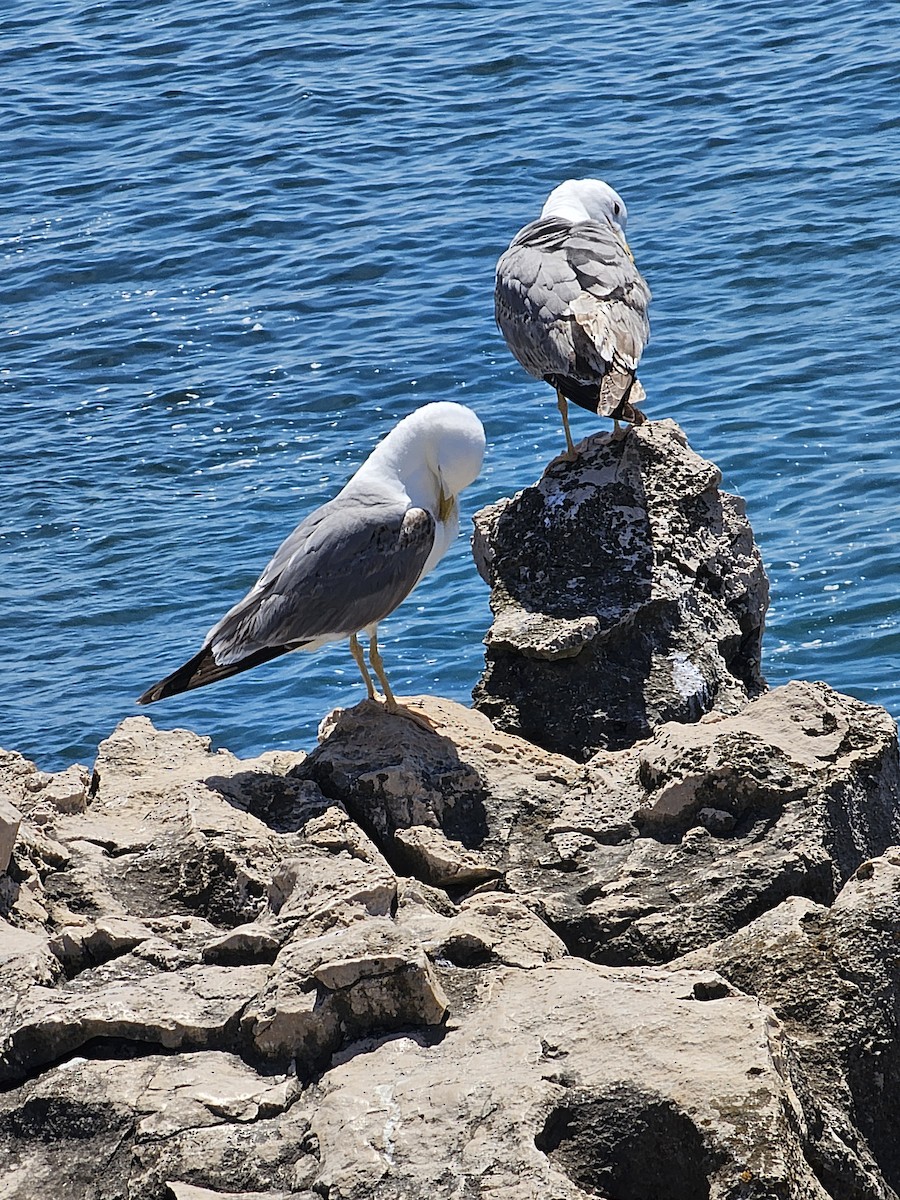 Yellow-legged Gull - ML618734165