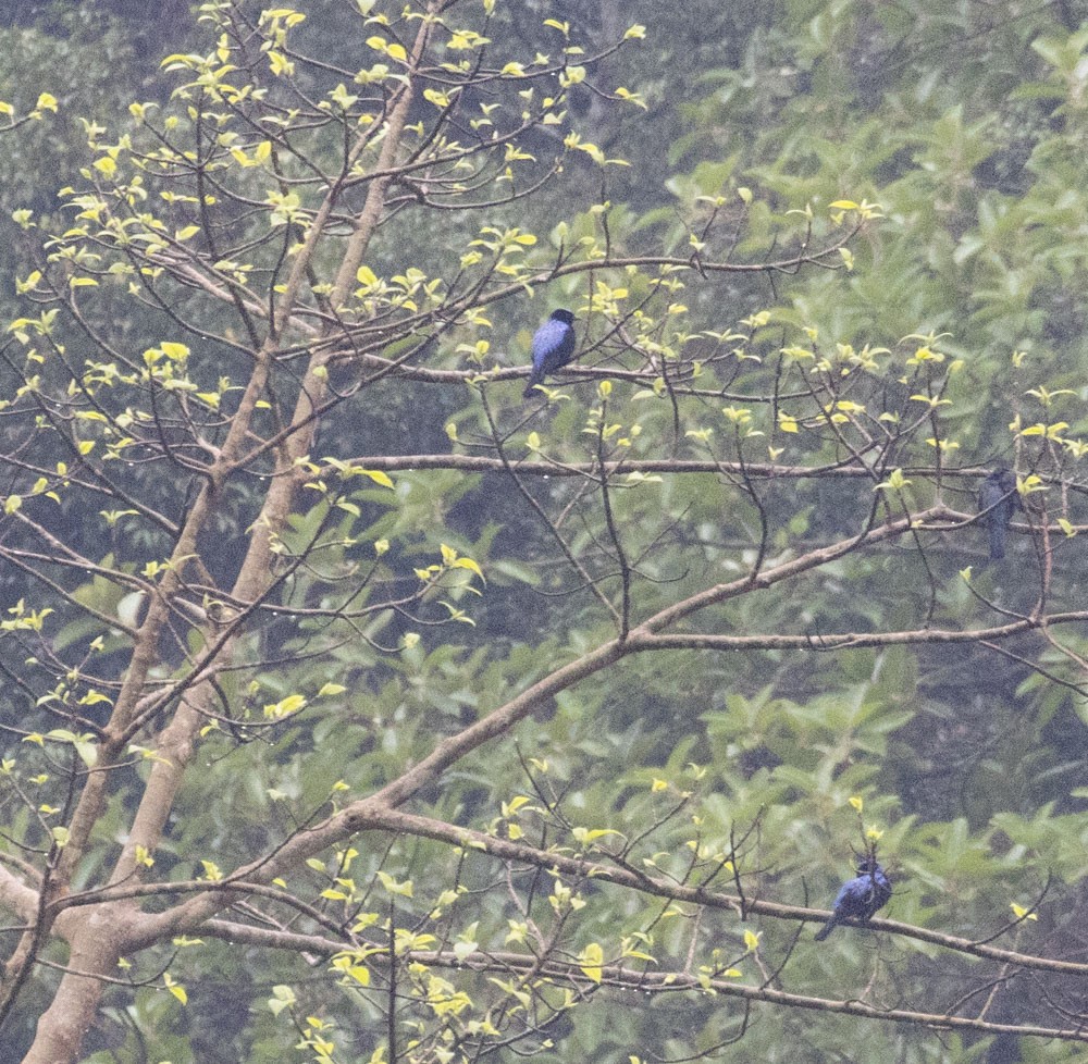 Asian Fairy-bluebird - Lindy Fung