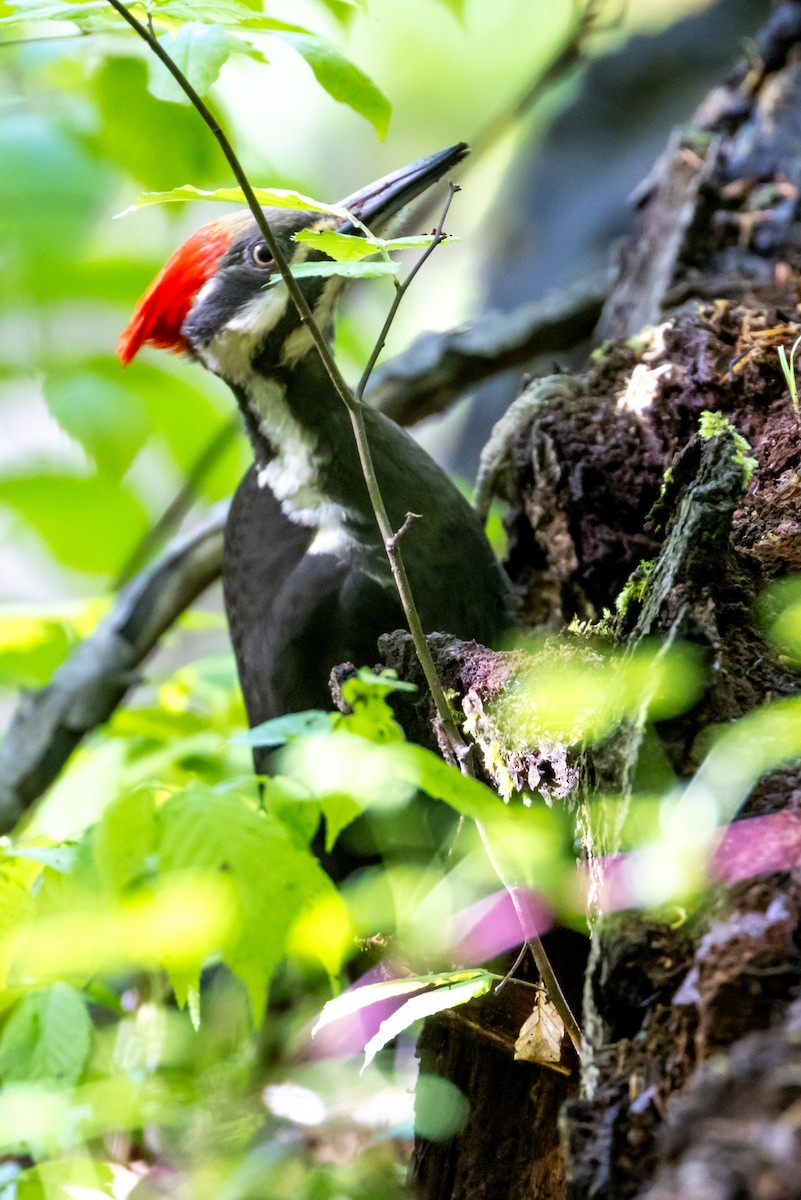 Pileated Woodpecker - Cheryl TenBrink
