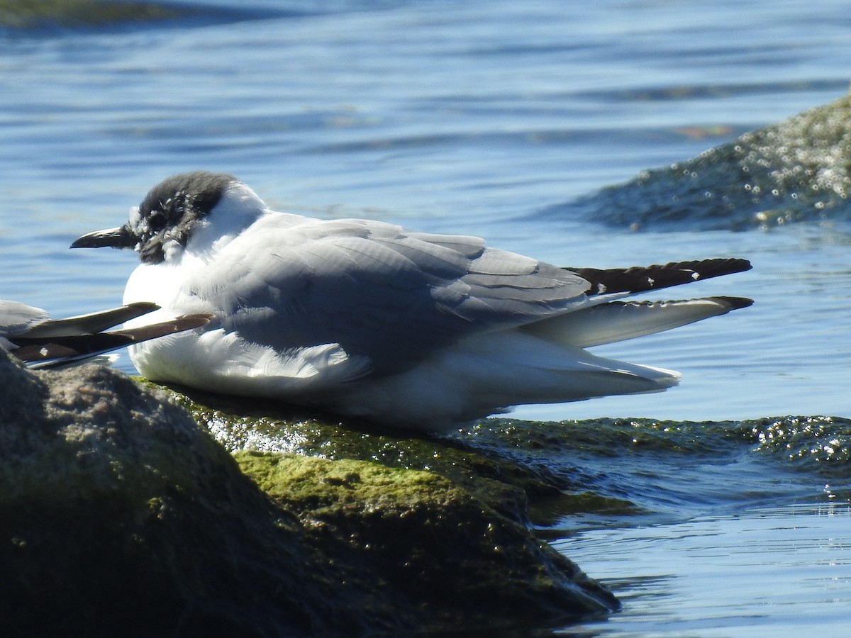 Bonaparte's Gull - ML618734200