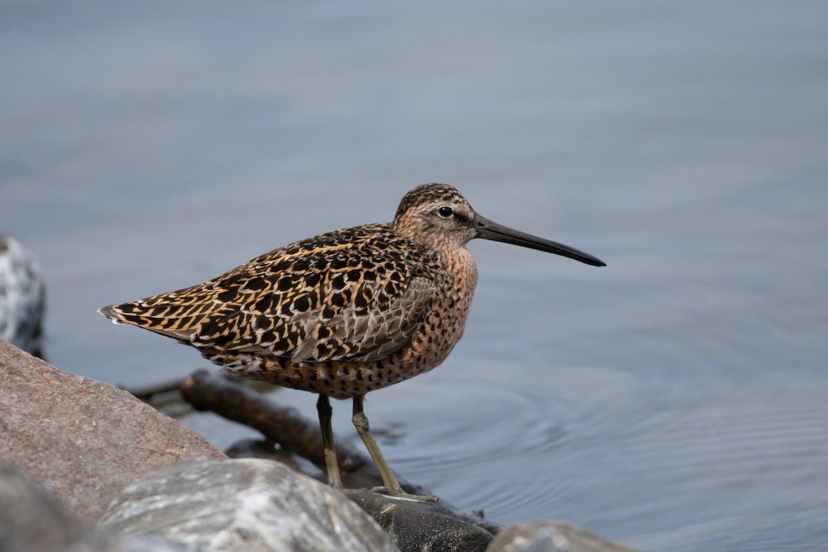Short-billed Dowitcher - Kevin Clary