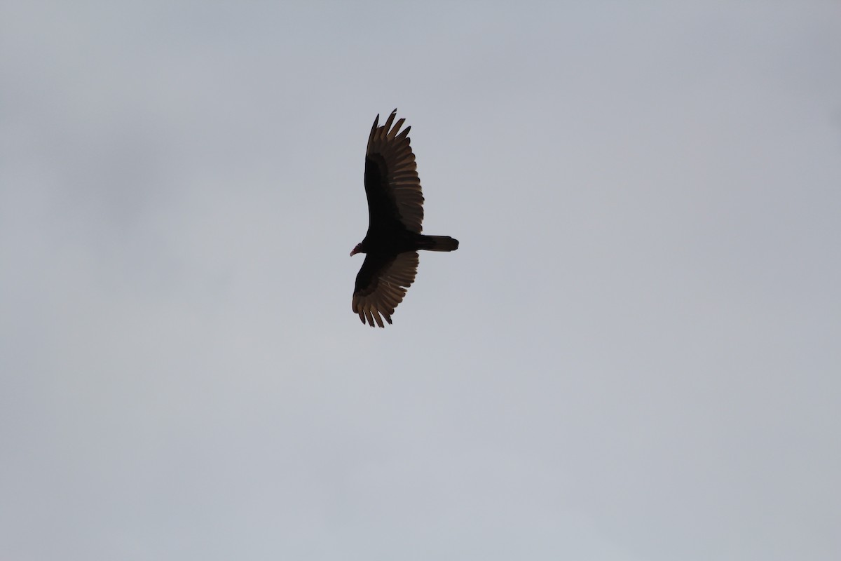 Turkey Vulture - ML618734211