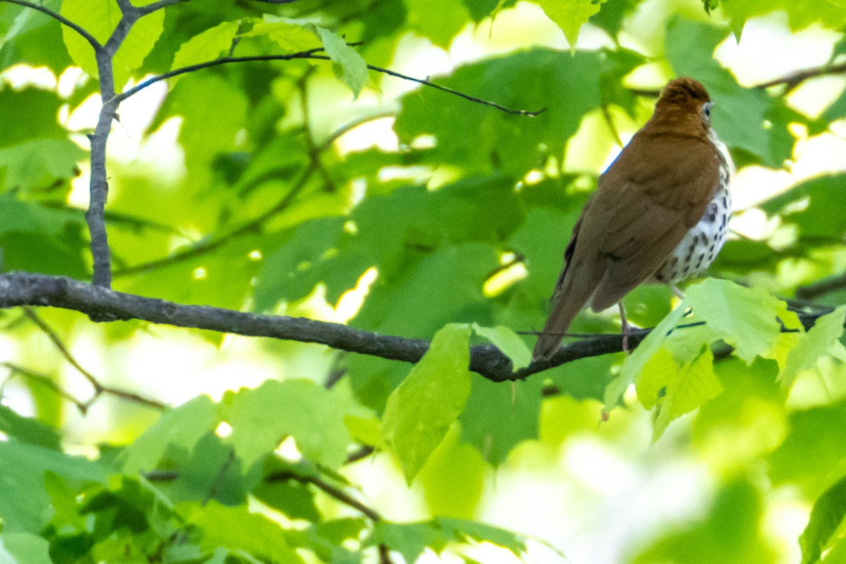 flekkskogtrost - ML618734239