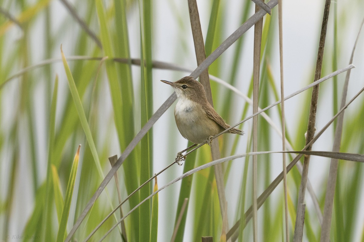 Common Reed Warbler - Kike Junco