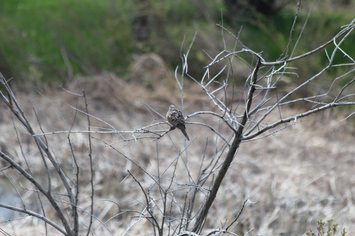 Mourning Dove - ML618734244