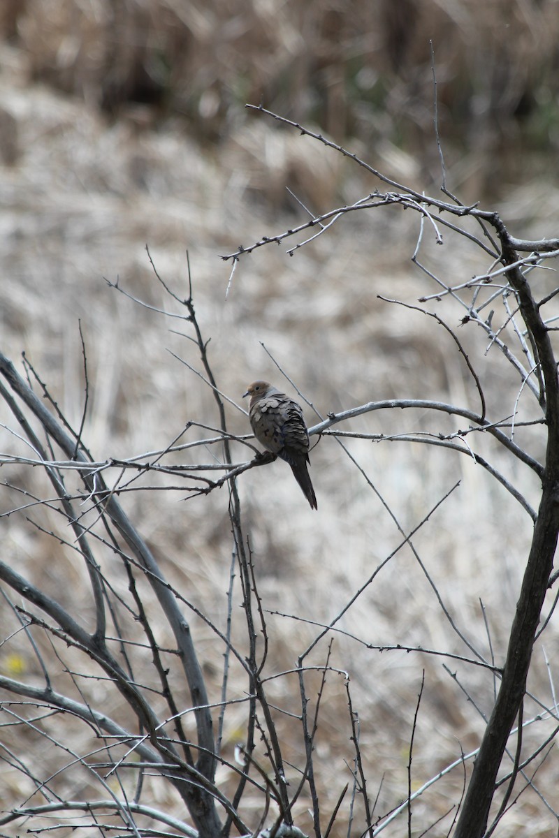 Mourning Dove - Grant Beverage