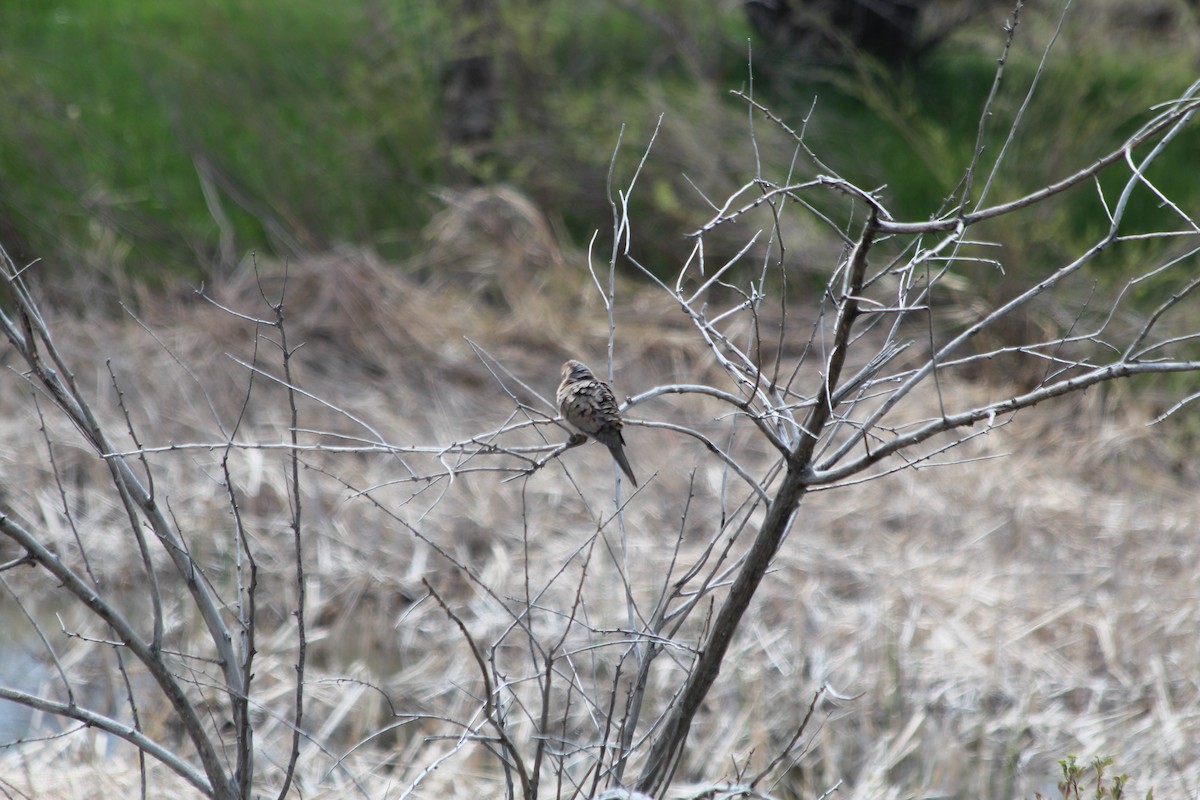 Mourning Dove - ML618734246