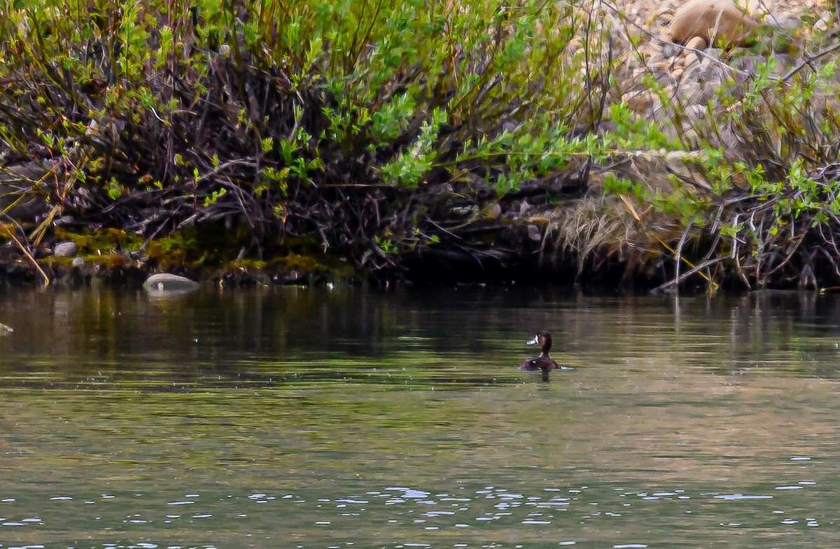 Lesser Scaup - ML618734249