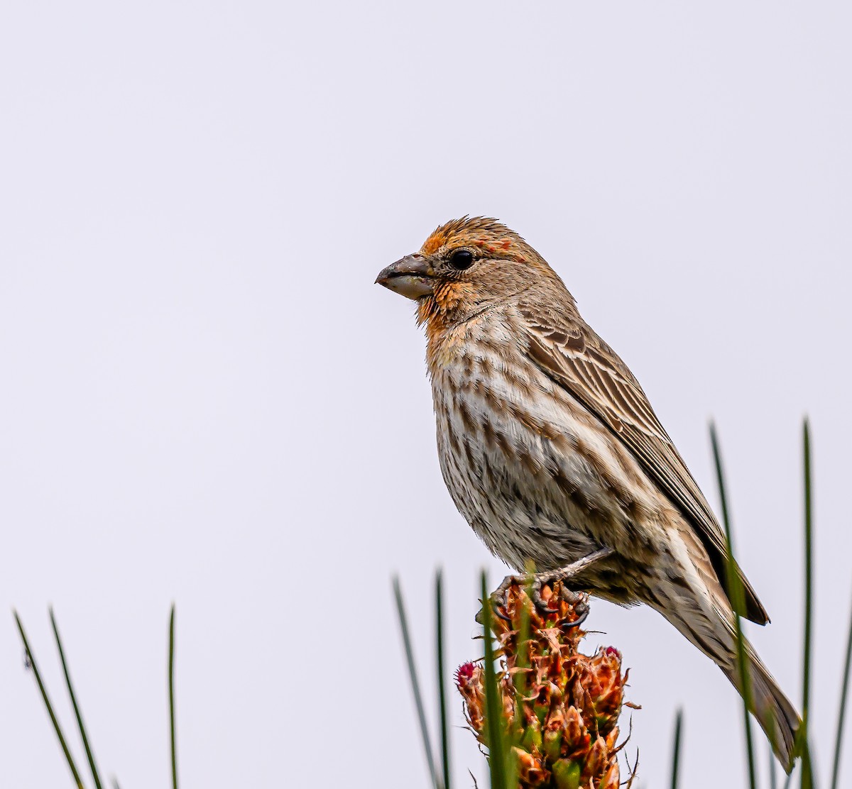 House Finch - ML618734261