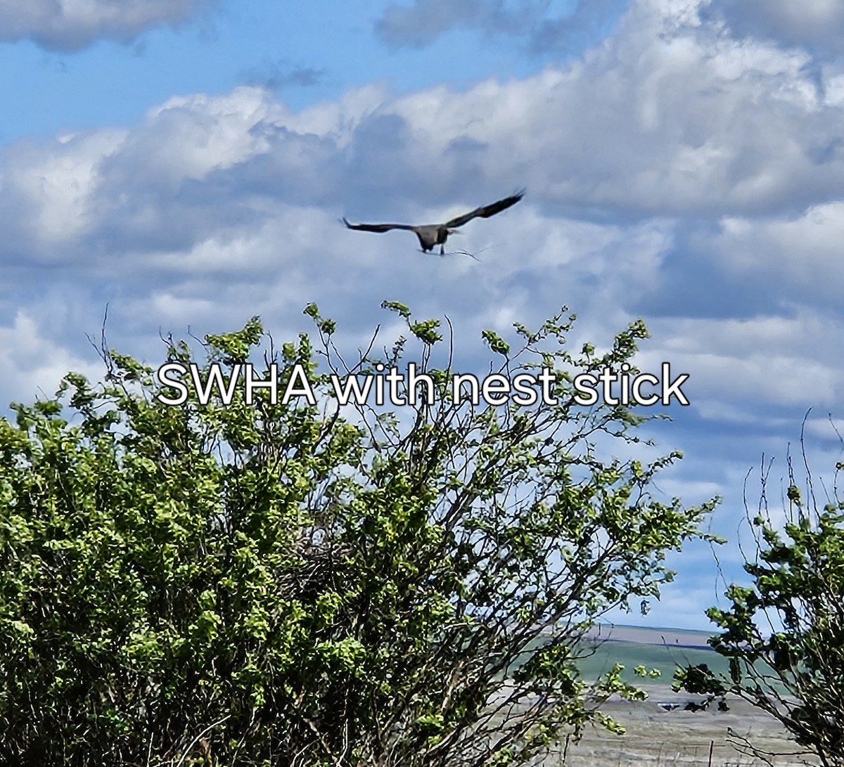 Swainson's Hawk - ML618734276