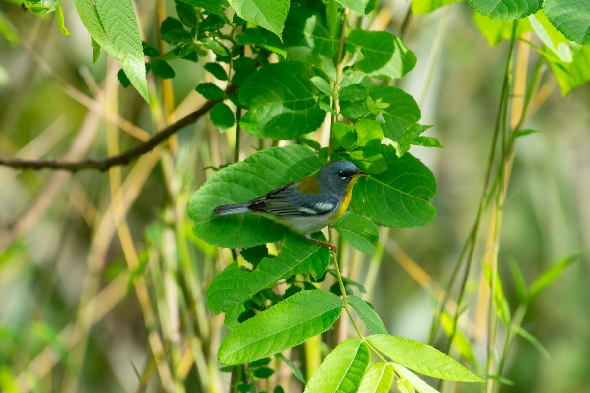 Northern Parula - Kevin Clary