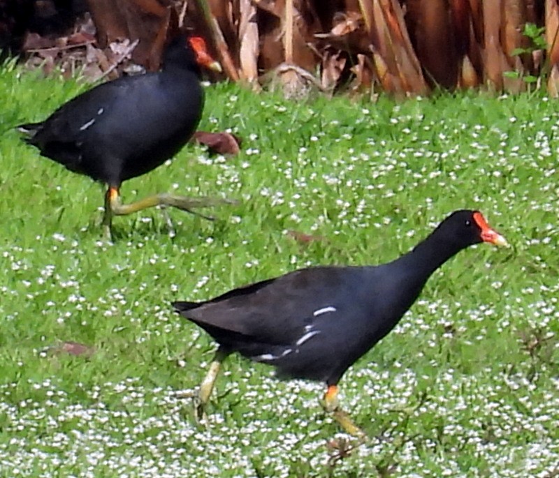 Common Gallinule - ML618734340