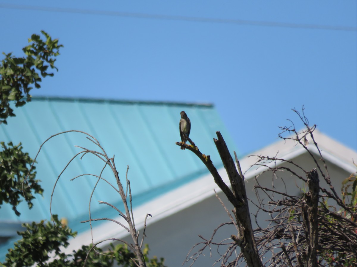 Western Wood-Pewee - Leonie  Batkin