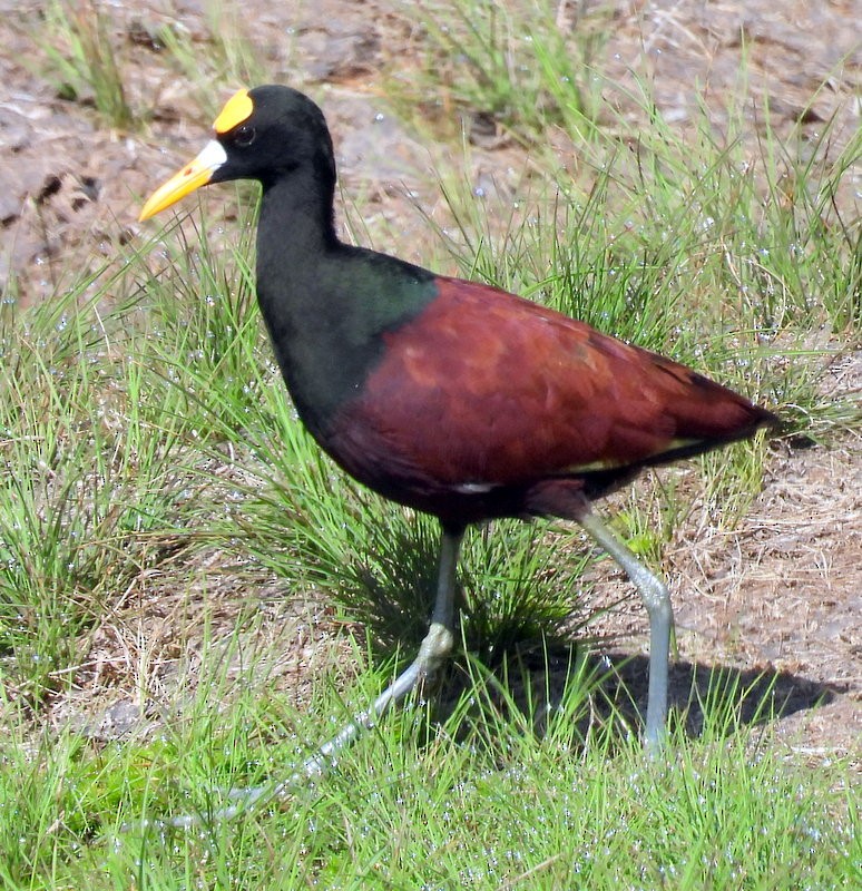 Jacana du Mexique - ML618734398