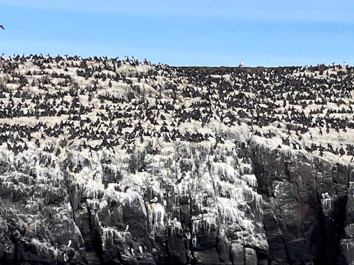 Common Murre - Paul Greenspan