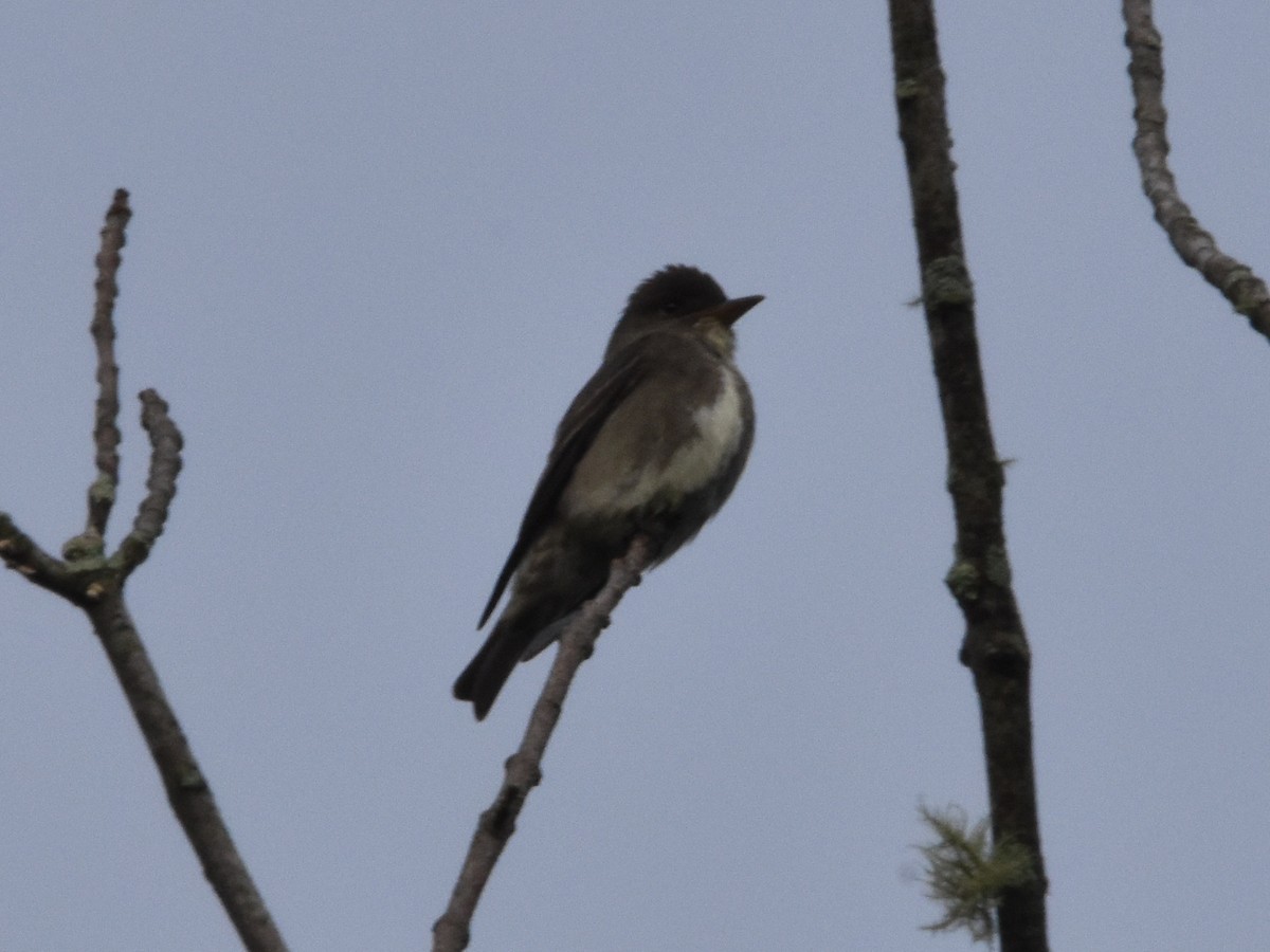 Olive-sided Flycatcher - ML618734403