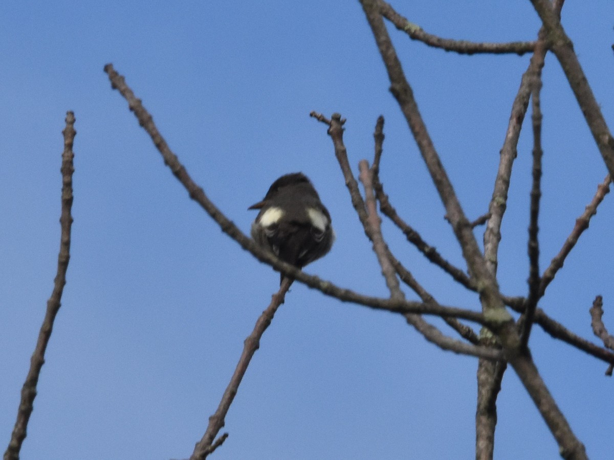 Olive-sided Flycatcher - ML618734404