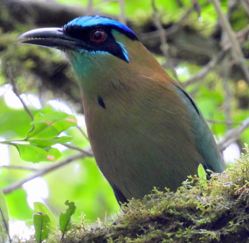 diademmotmot - ML618734461