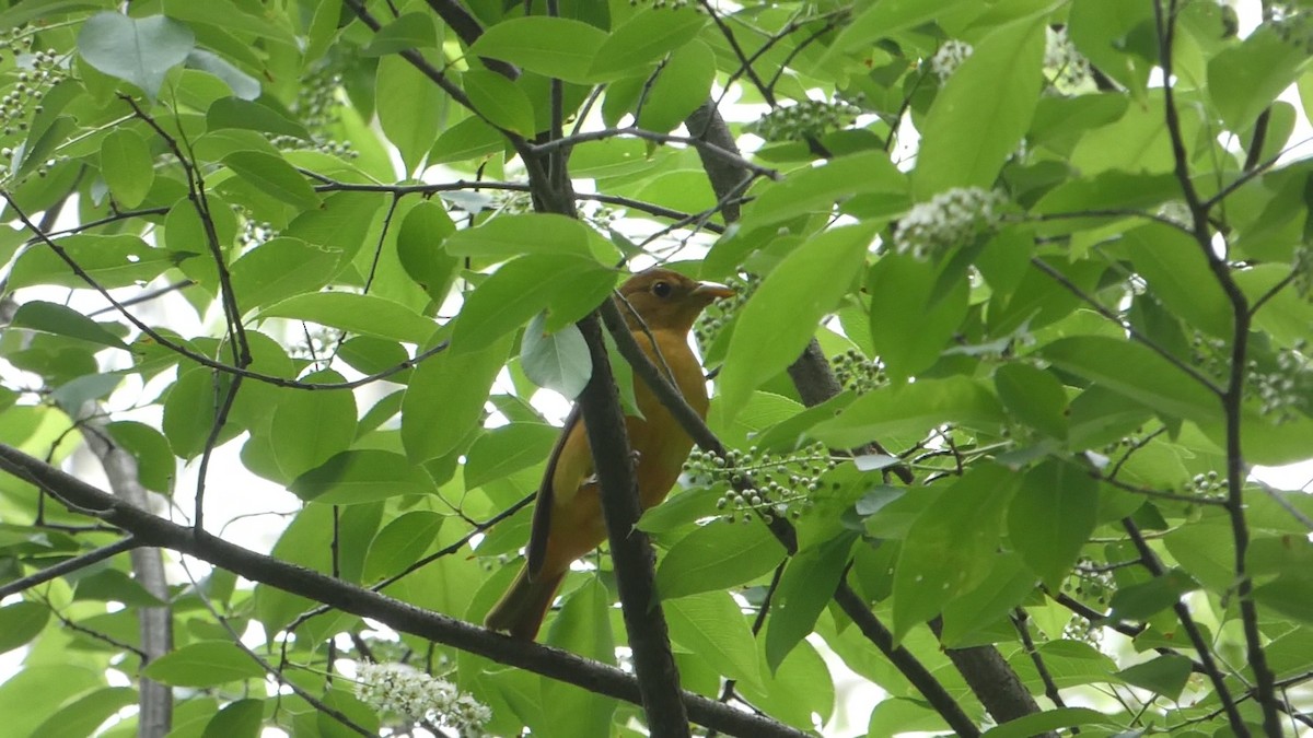 Summer Tanager - ML618734573