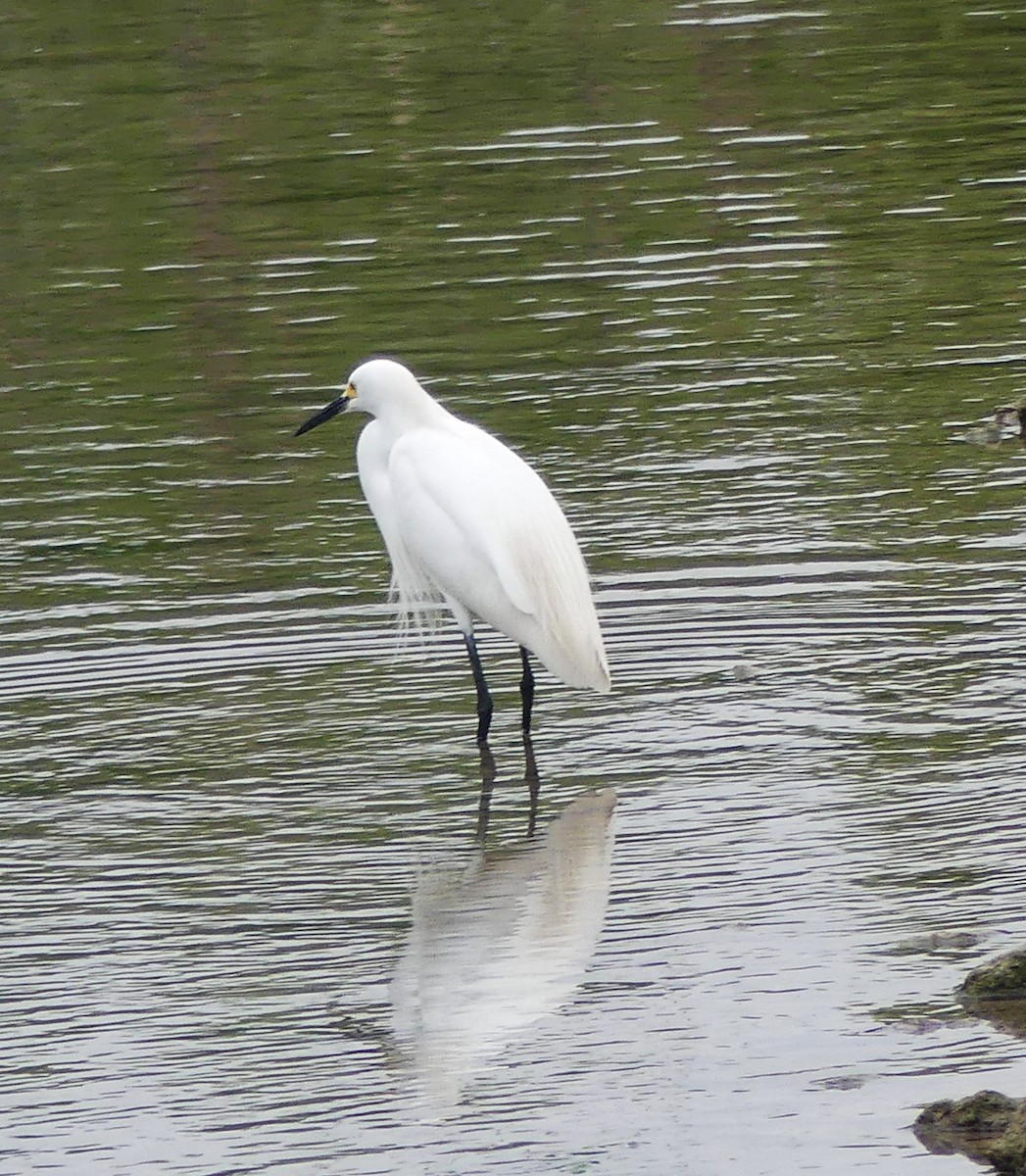 Snowy Egret - ML618734584