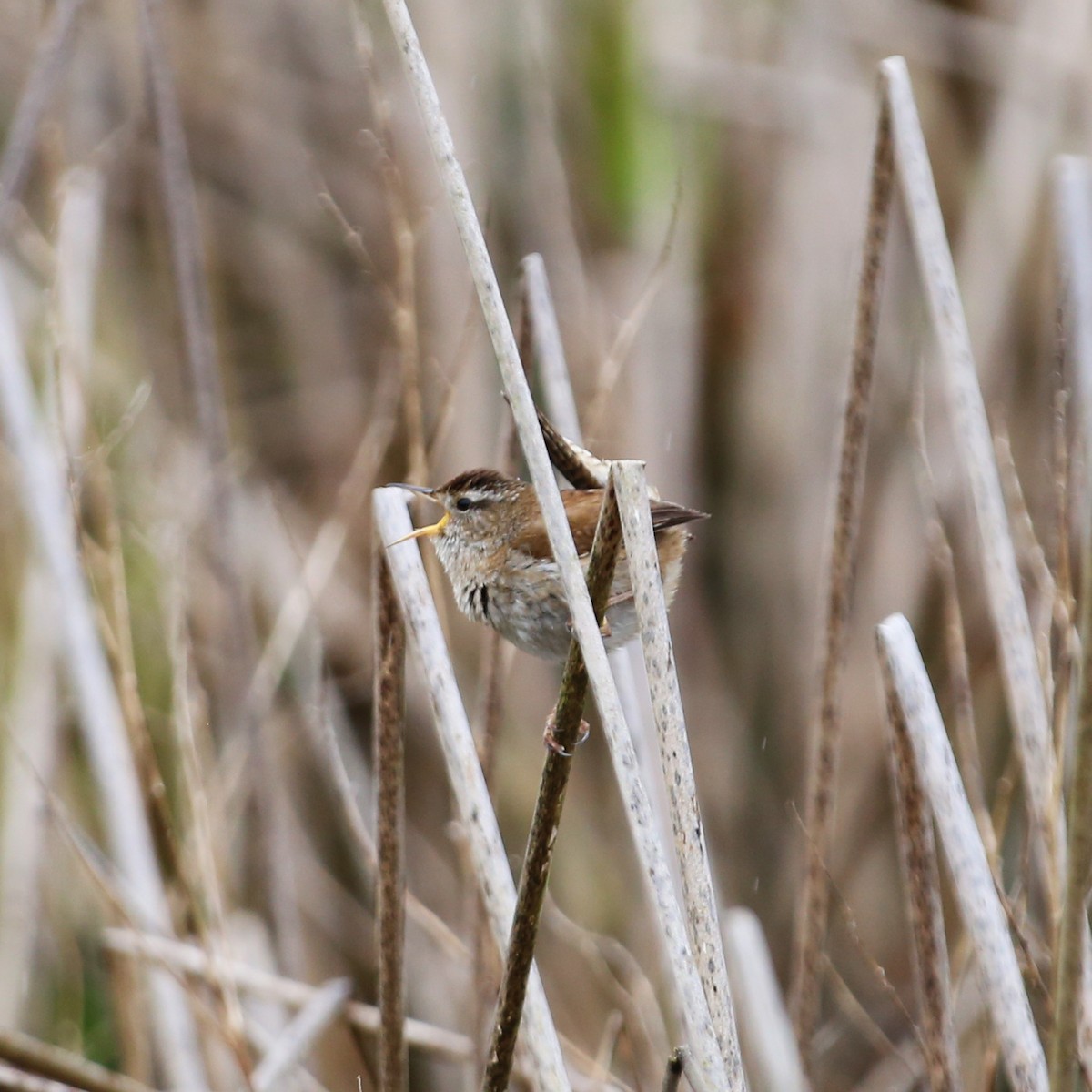 Marsh Wren - ML618734615