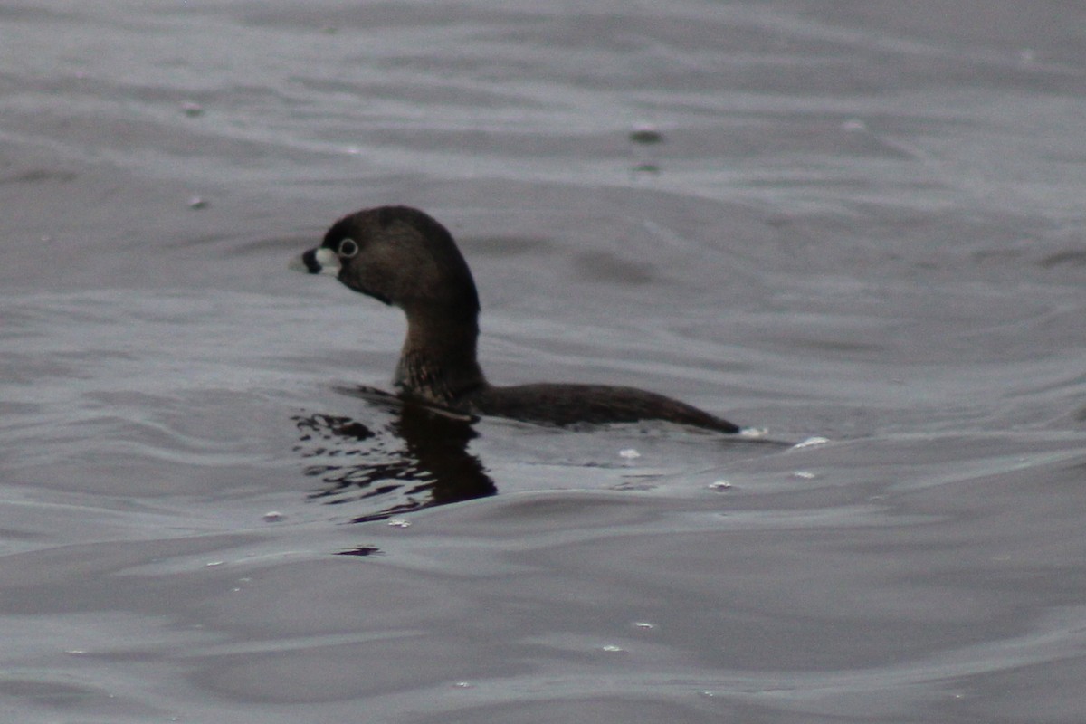 Pied-billed Grebe - ML618734647