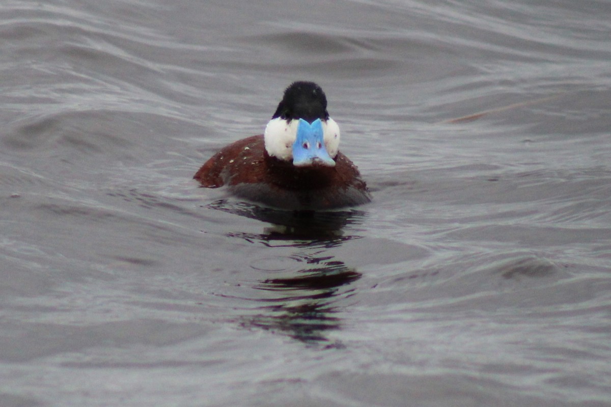 Ruddy Duck - ML618734673