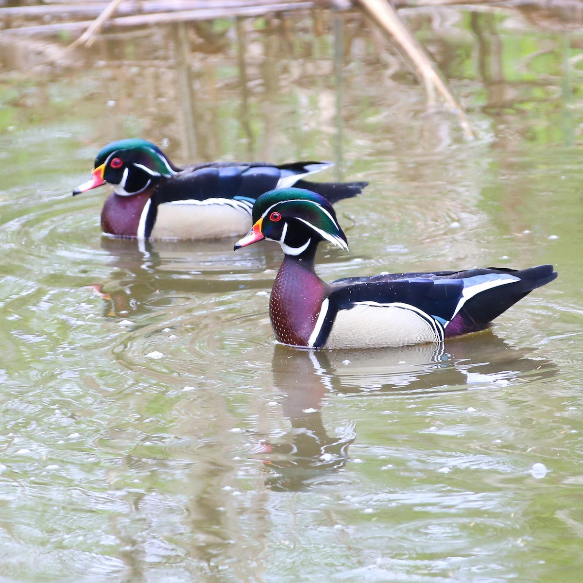 Wood Duck - ML618734704