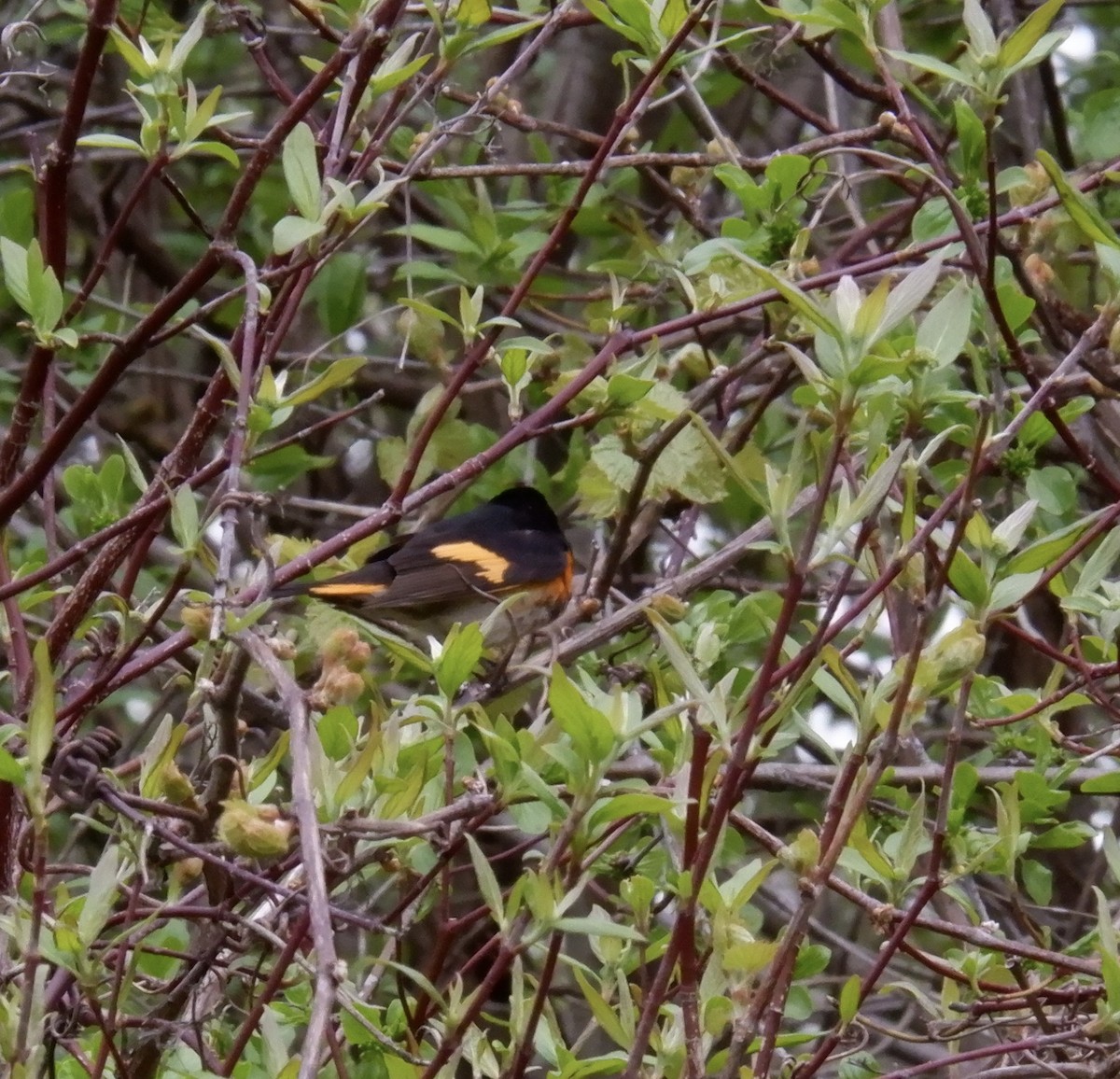 American Redstart - Adrianne Knighton