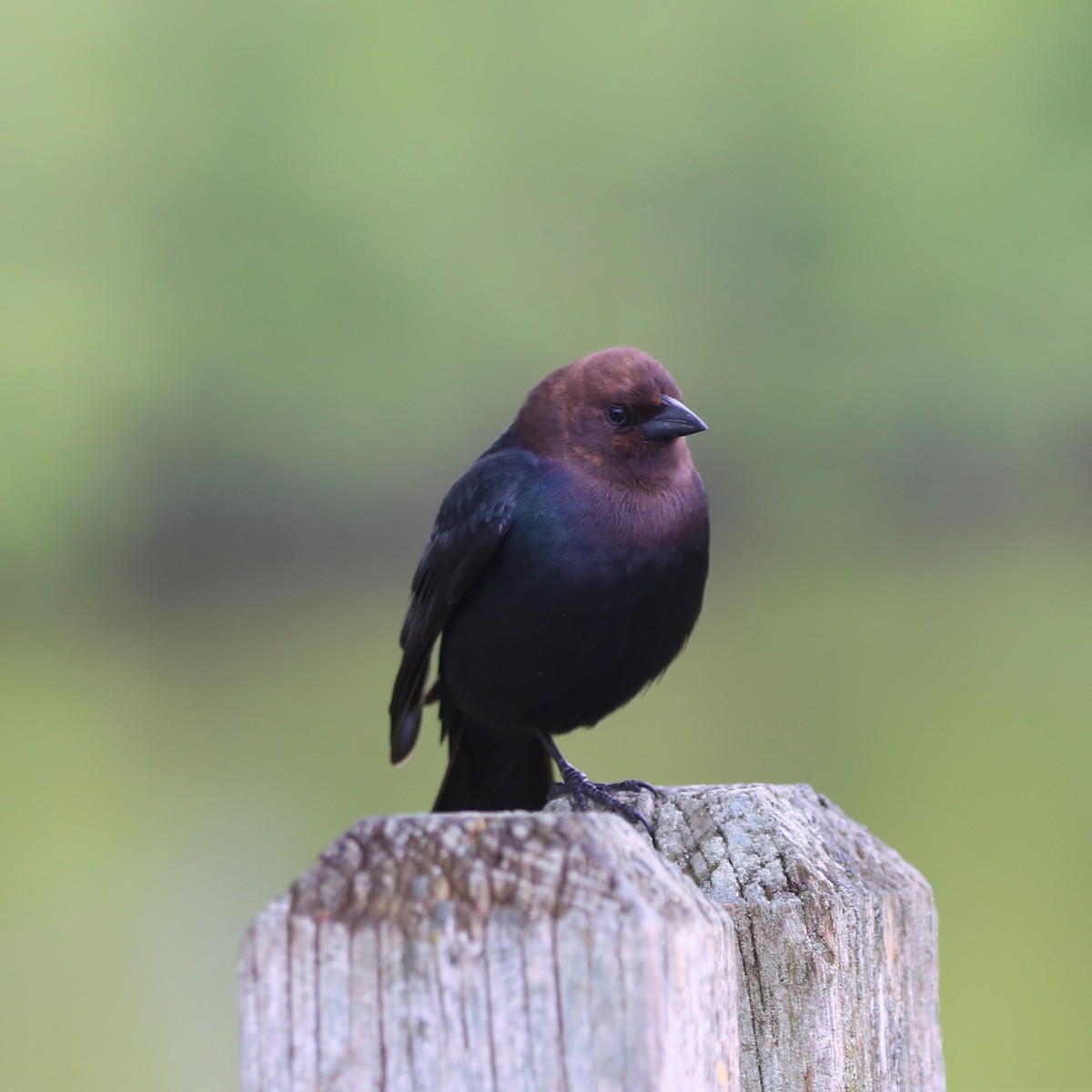 Brown-headed Cowbird - ML618734724