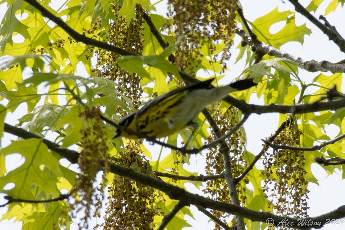 Magnolia Warbler - Alec Wilson