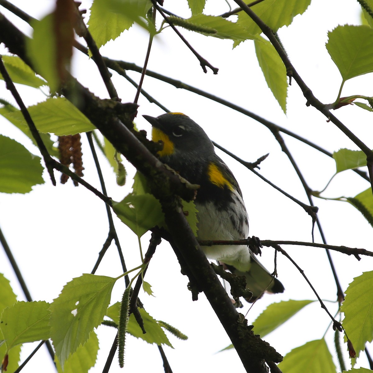 Yellow-rumped Warbler - Samra Panlaqui