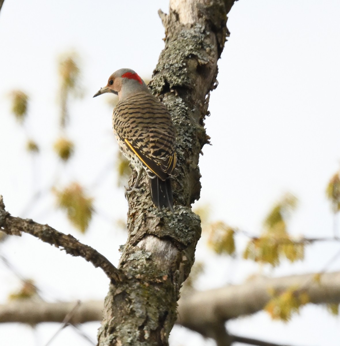 Northern Flicker - ML618734746