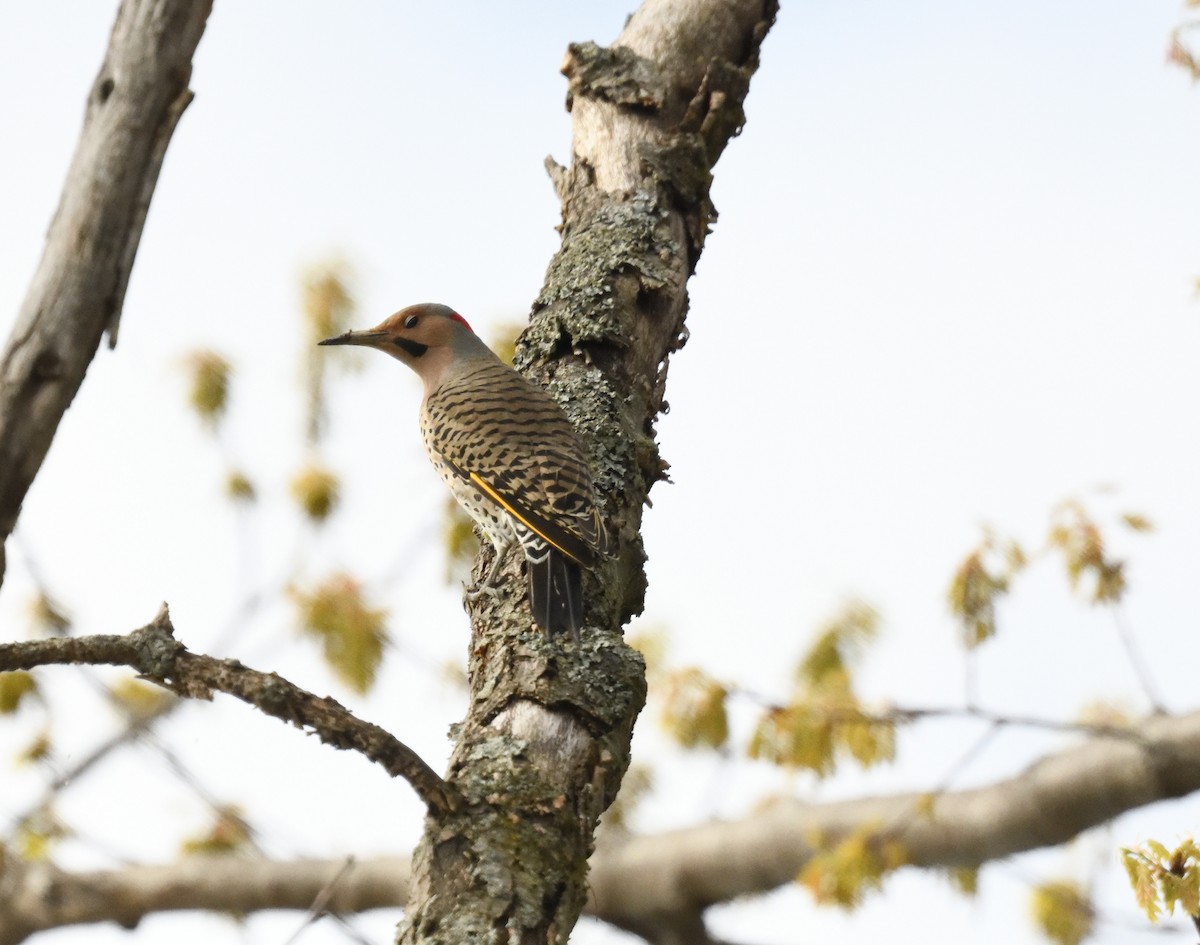 Northern Flicker - FELIX-MARIE AFFA'A