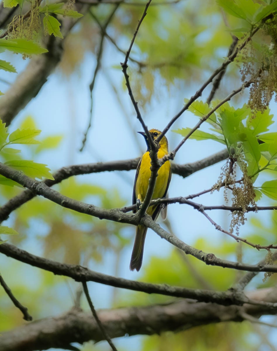 Orchard Oriole - ML618734750