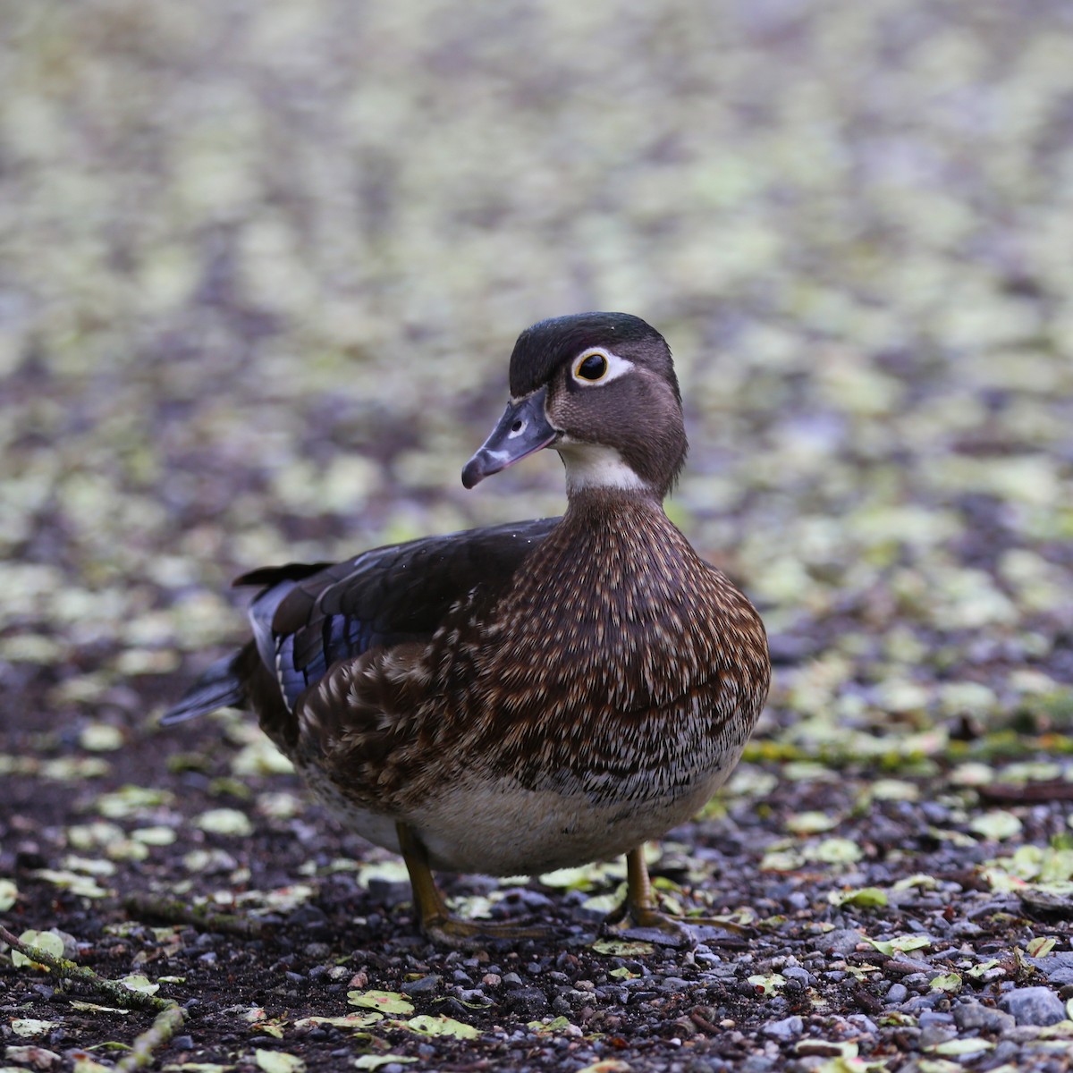 Wood Duck - ML618734757