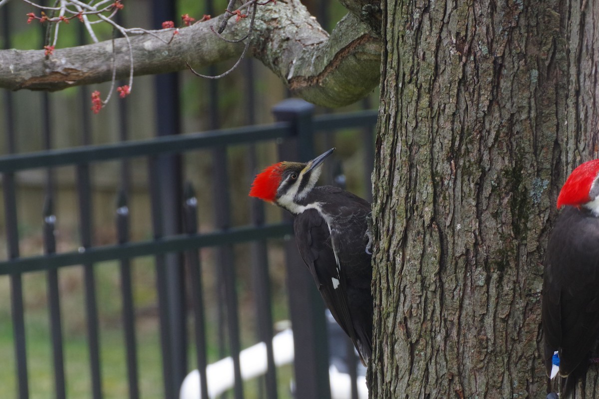 Pileated Woodpecker - Aidan Flinn