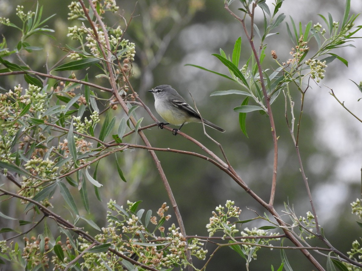 Straneck's Tyrannulet - ML618734814