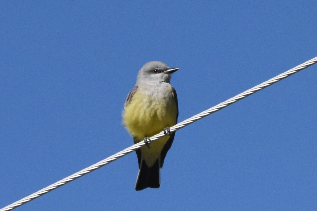 Western Kingbird - Nick Moore