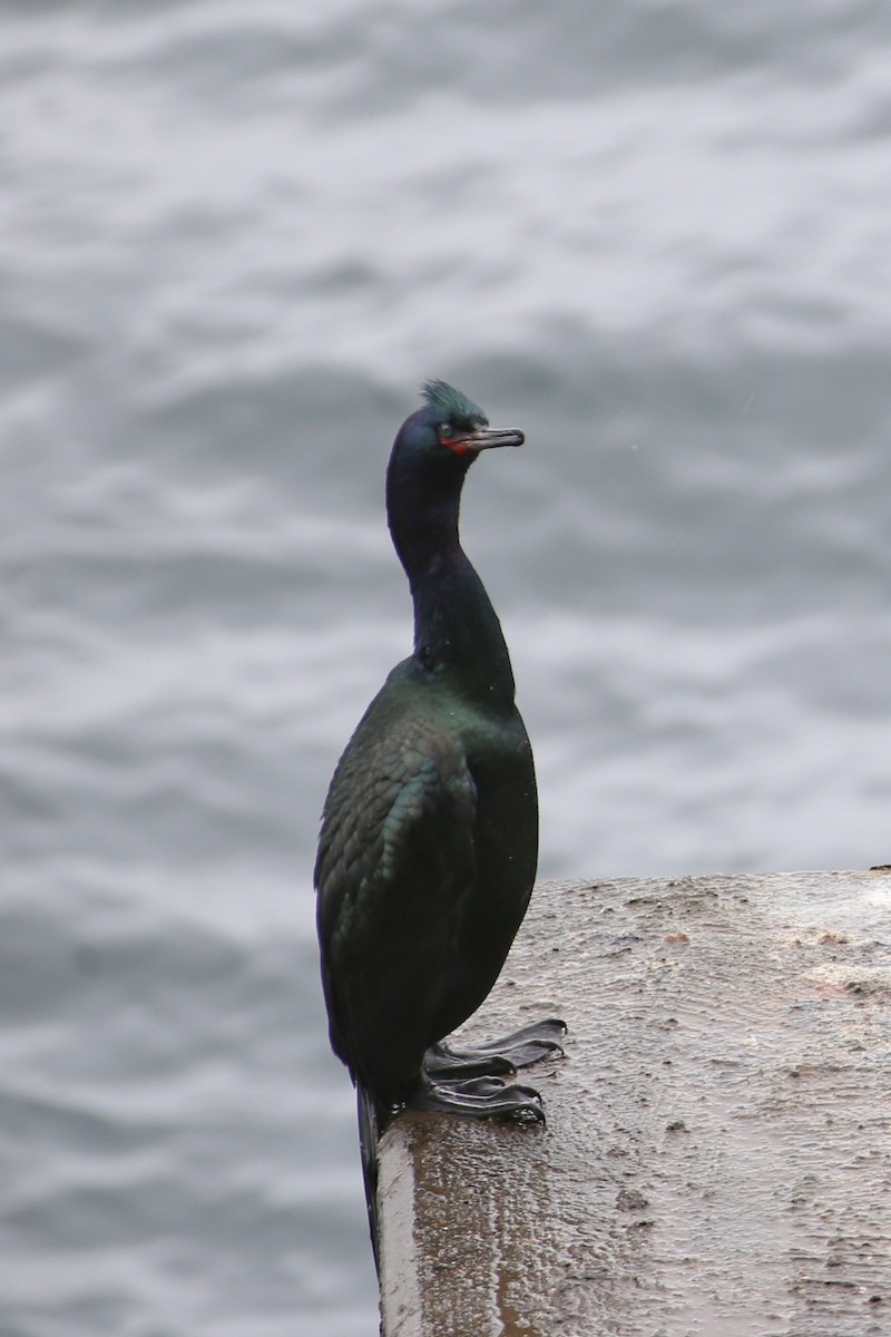 Pelagic Cormorant - ML618734866