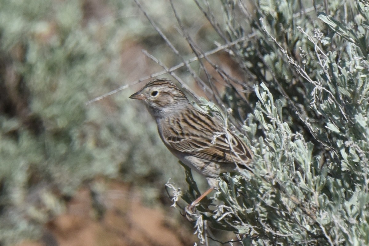 Brewer's Sparrow - Nick Moore