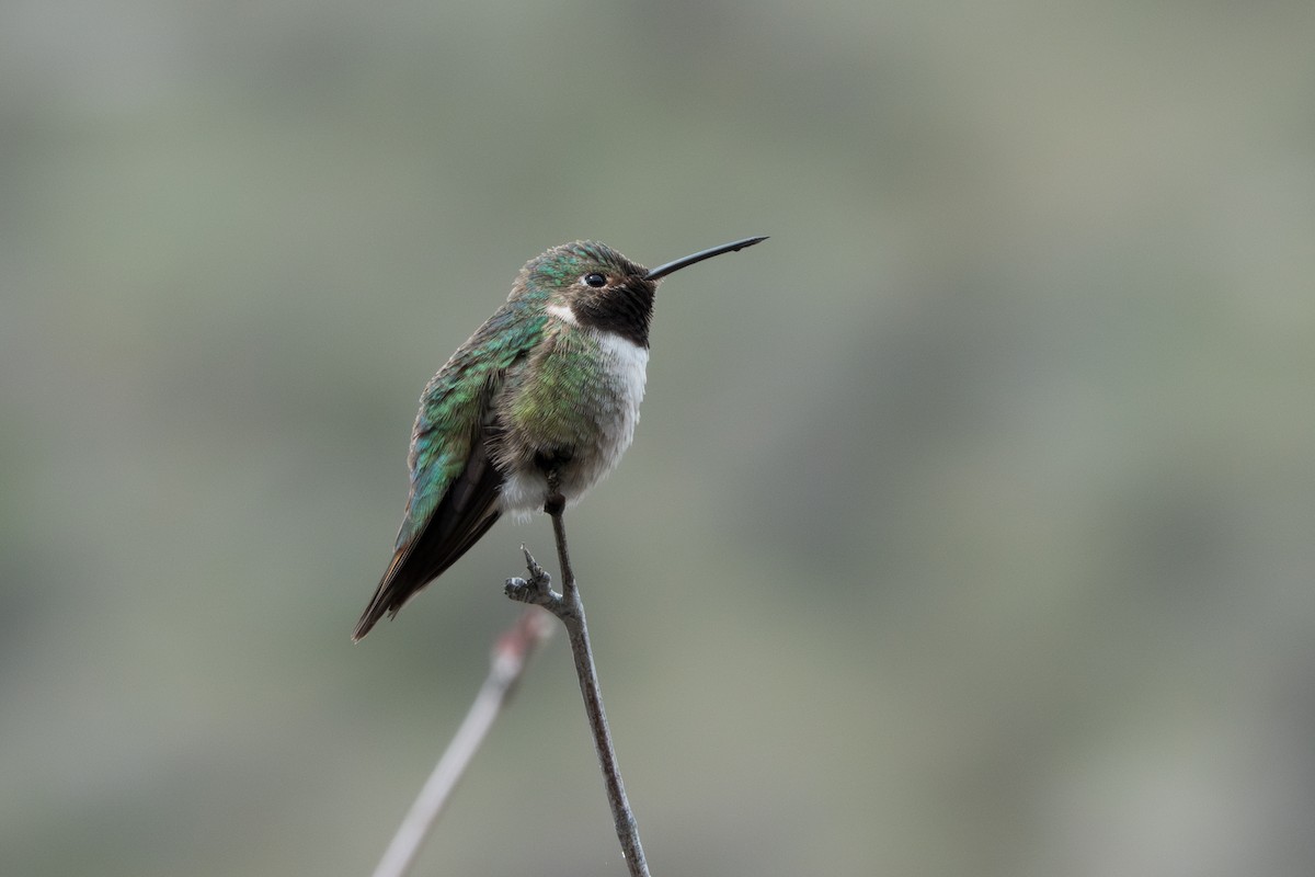 Broad-tailed Hummingbird - Jordan Gerue