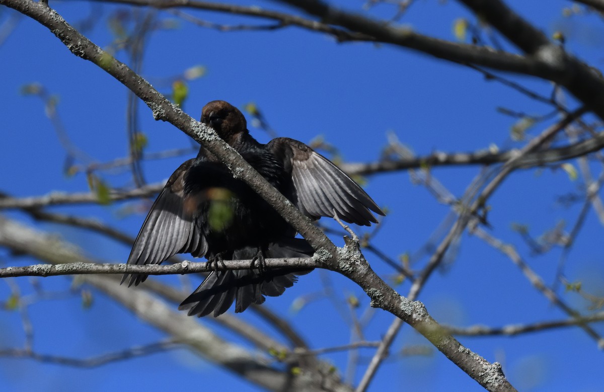 Brown-headed Cowbird - ML618734910