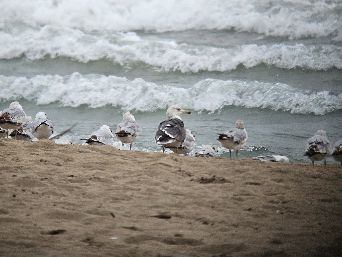 Lesser Black-backed Gull - ML618735011