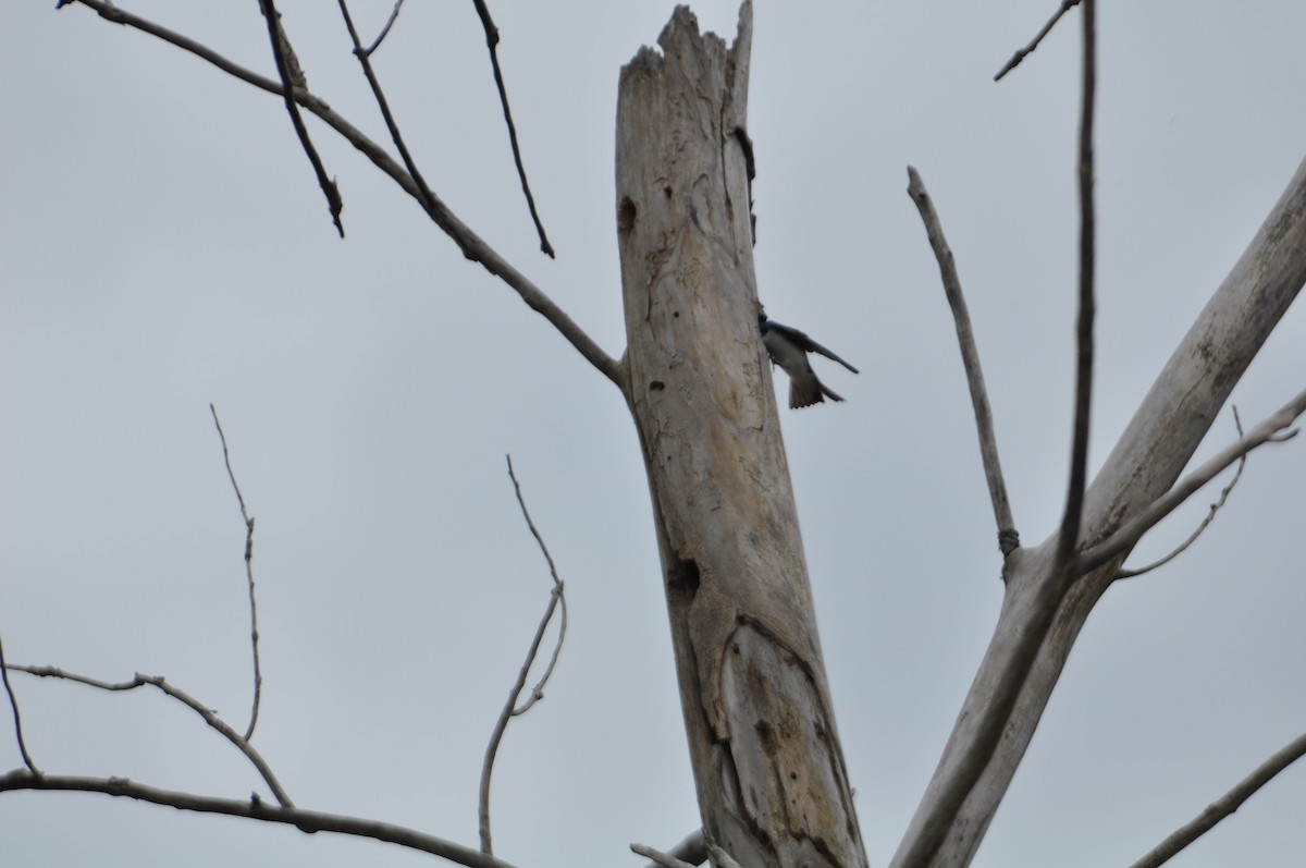 Tree Swallow - David Argent