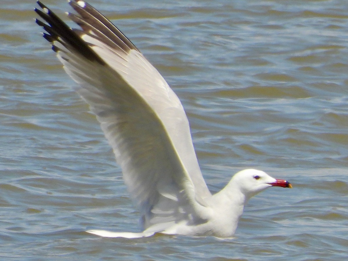 racek zelenonohý - ML618735057