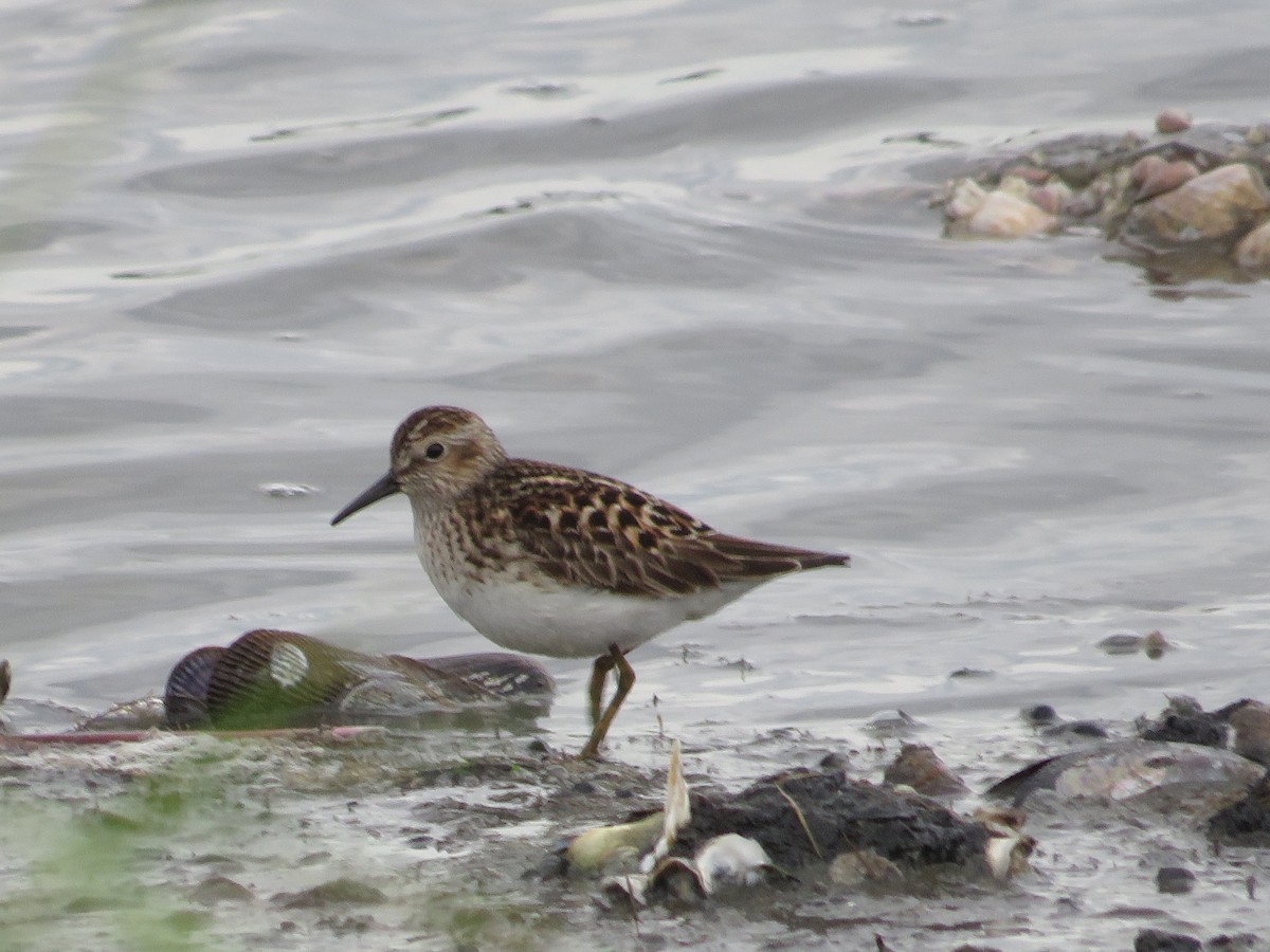 Least Sandpiper - Randy Fisher